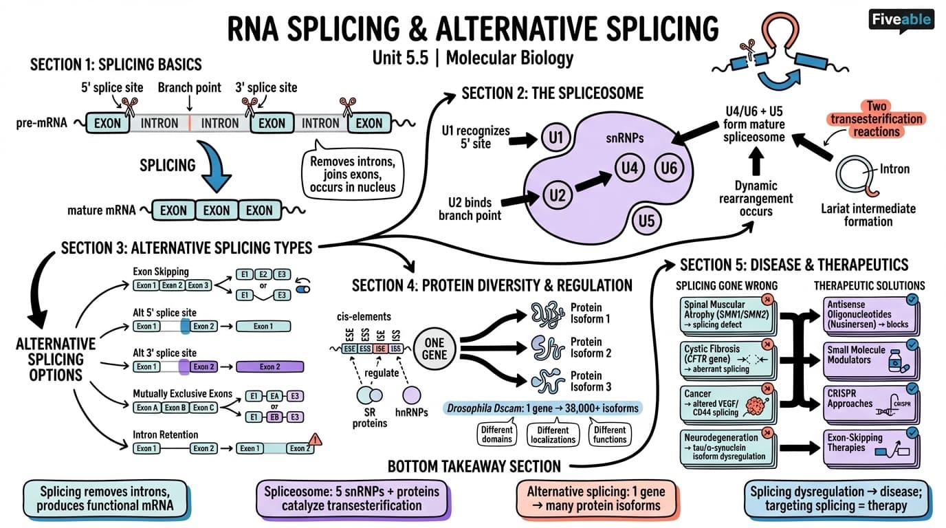 5.5 RNA splicing and alternative splicing - Molecular Biology - Unit 5 visual cheatsheet