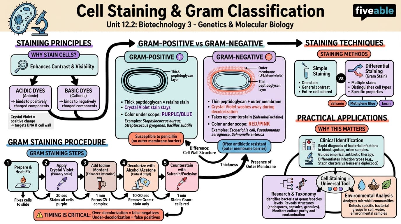 12.2 Cell staining and distinguishing between gram positive/negative cells - Biotechnology 3 - Unit 12 visual cheatsheet