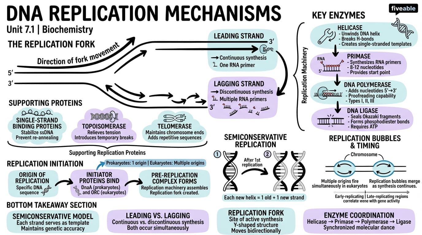 7.1 DNA Replication Mechanisms - Biochemistry - Unit 7 visual cheatsheet