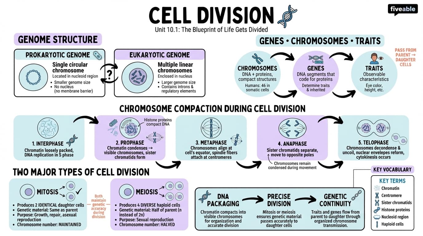 10.1 Cell Division - General Biology I - Unit 10 visual cheatsheet