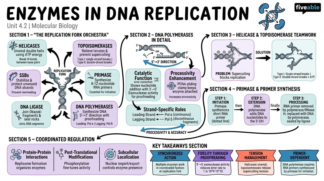 4.2 Enzymes involved in DNA replication - Molecular Biology - Unit 4 visual cheatsheet