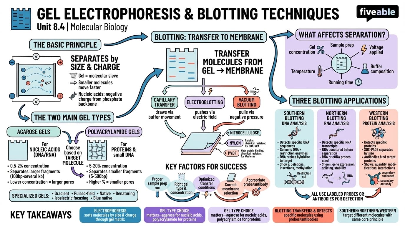 8.4 Gel electrophoresis and blotting techniques - Molecular Biology - Unit 8 visual cheatsheet