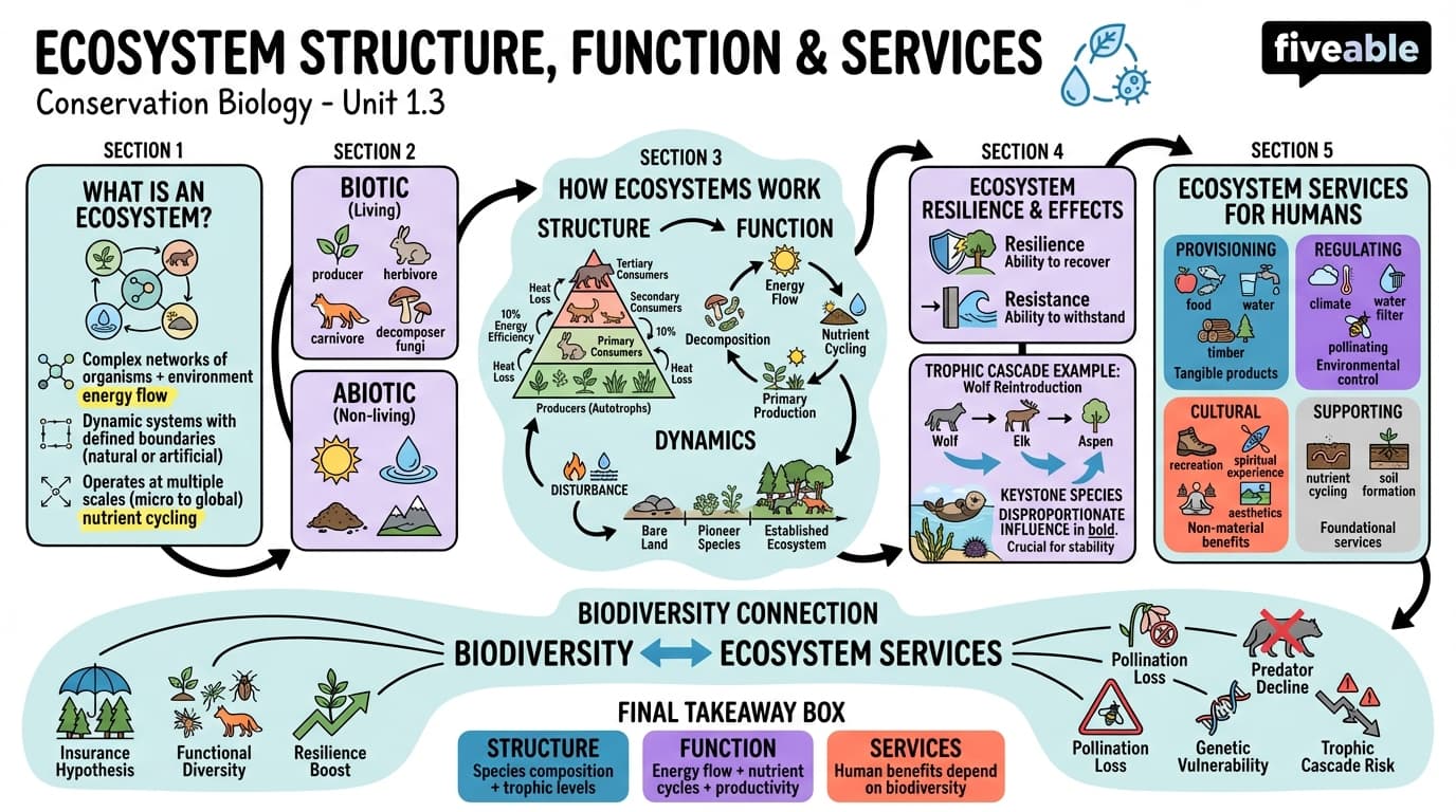 1.3 Ecosystem Structure, Function, and Services - Conservation Biology - Unit 1 visual cheatsheet