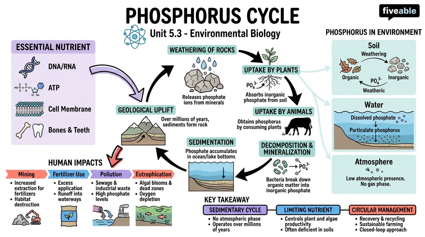 5.3 Phosphorus cycle - Environmental Biology - Unit 5 visual cheatsheet