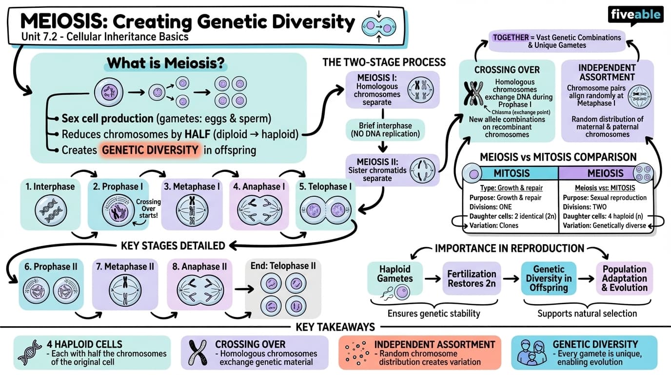 7.2 Meiosis - Biology for Non-STEM Majors - Unit 7 visual cheatsheet