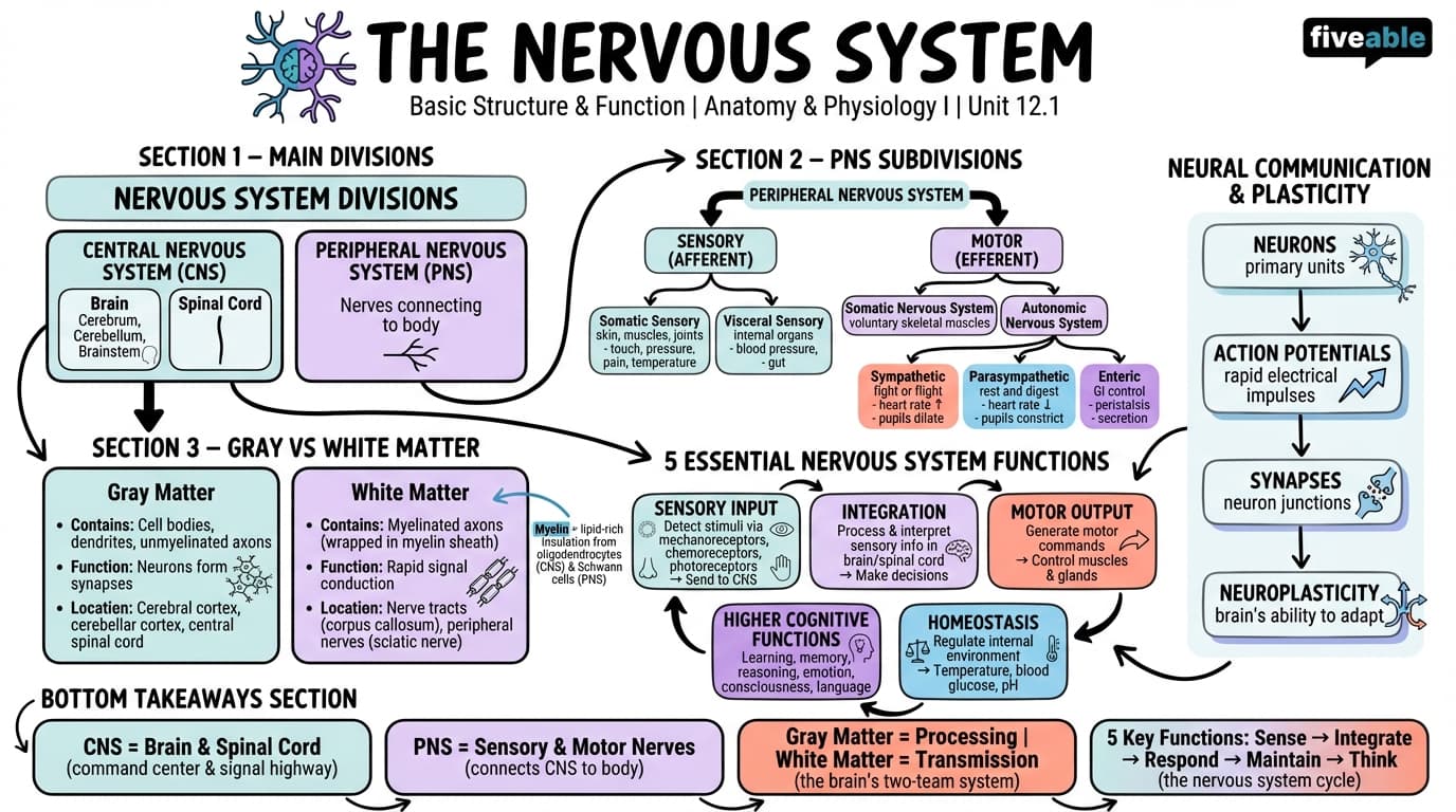 12.1 Basic Structure and Function of the Nervous System - Anatomy and Physiology I - Unit 12 visual cheatsheet