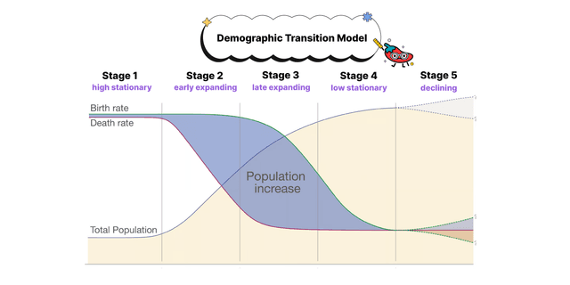 The Demographic Transition Model - AP HuG Study Guide |... | Fiveable