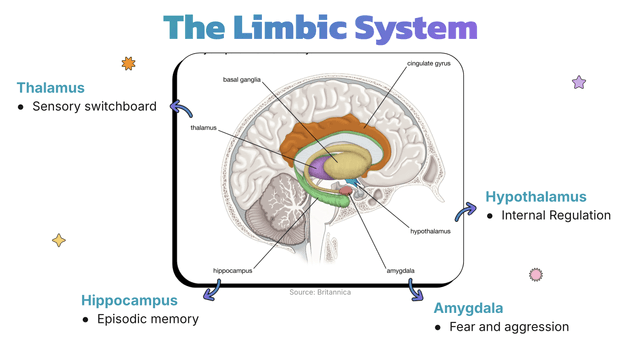 Brain Ap Memory Structures The Brain – AP Psych Exam | Fiveable