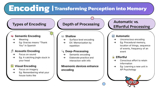 Encoding Memories – AP Psych Exam | Fiveable