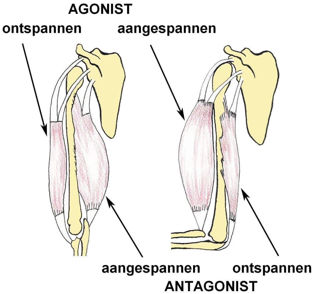 Interactions of Skeletal Muscles, Their Fascicle Arrangement, and Their ...