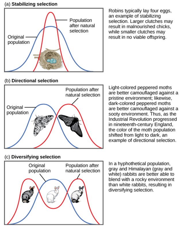 Allopatric speciation and geographic isolation | Evolutionary Biology ...
