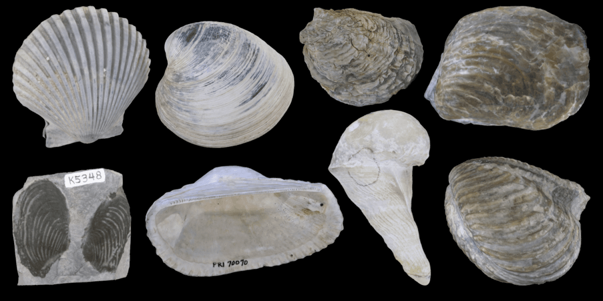 Filibranchia Mollusks: bivalves, gastropods, and cephalopods | Marine... | Fiveable