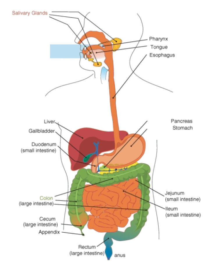 Gi System Function Anatomy Of Gastrointestinal System 4. Digestive System: Digestive
