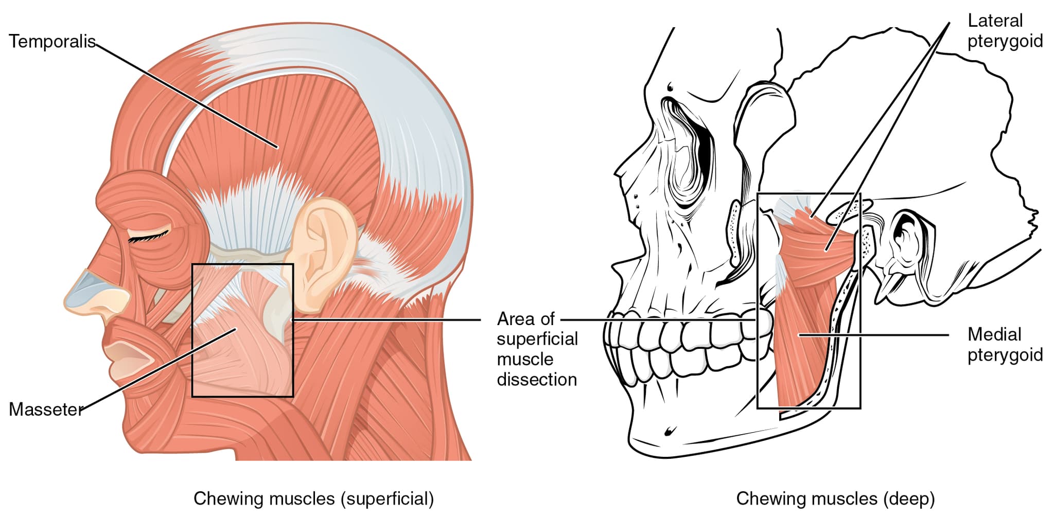 Axial Muscles Movement Examples Axial Muscles of the Head, Neck, and Back | Anatomy and Physiology I ...