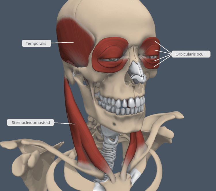 Axial Muscles Movement Examples Axial Muscles of the Head, Neck, and Back | Anatomy and Physiology I ...
