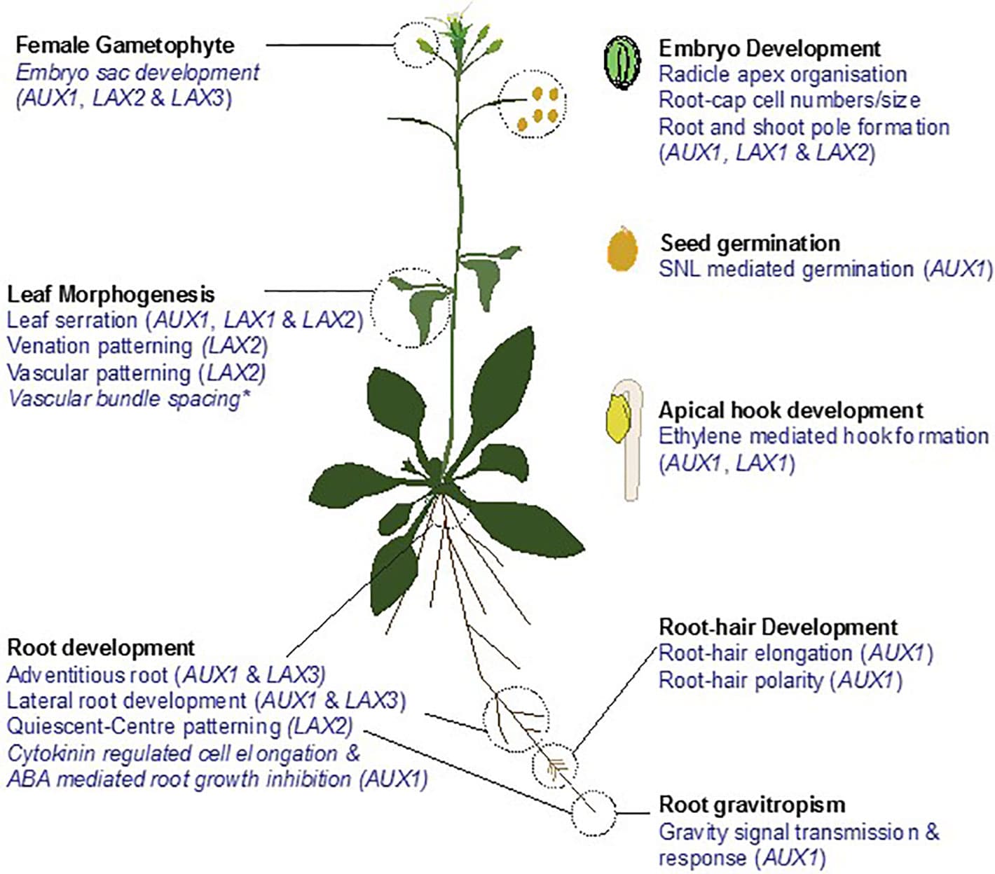 Hormone Tree Plant hormones and signaling molecules | Intro to Botany... | Fiveable