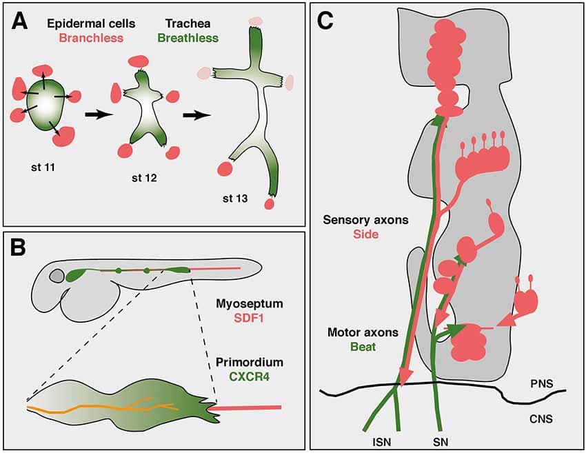 Axon guidance and synapse formation | Neuroscience Class Notes