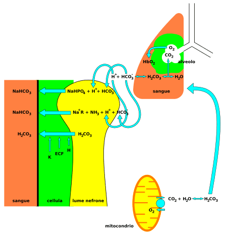 Acid Base Pathway Acid-Base Balance | Anatomy and Physiology I Class Notes |... | Fiveable