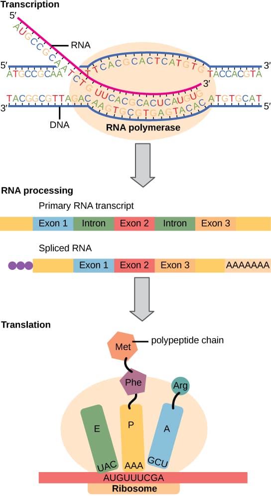 Central dogma and gene expression | Genomics Class Notes