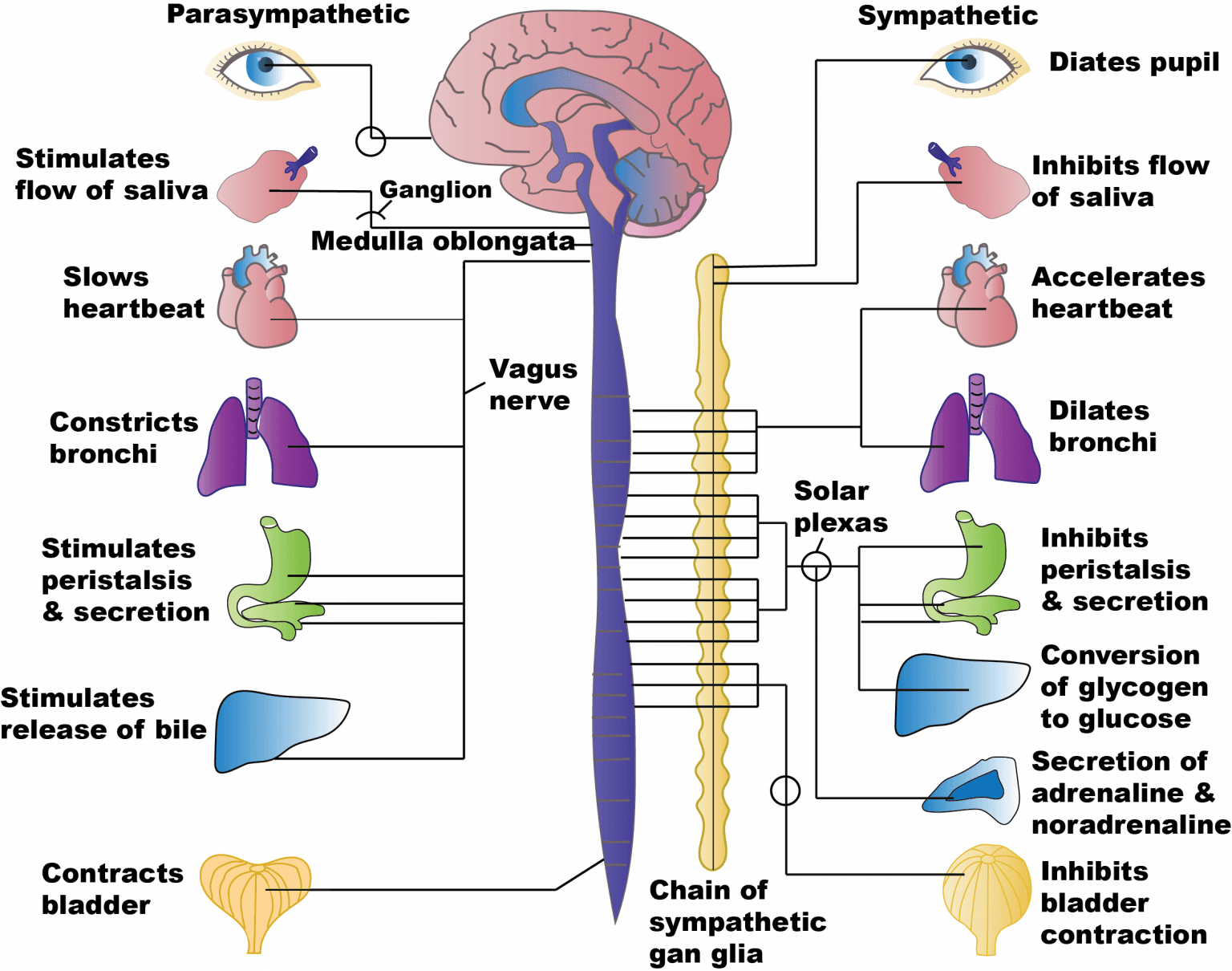 Ans Structure Divisions of the Autonomic Nervous System | Anatomy and... | Fiveable