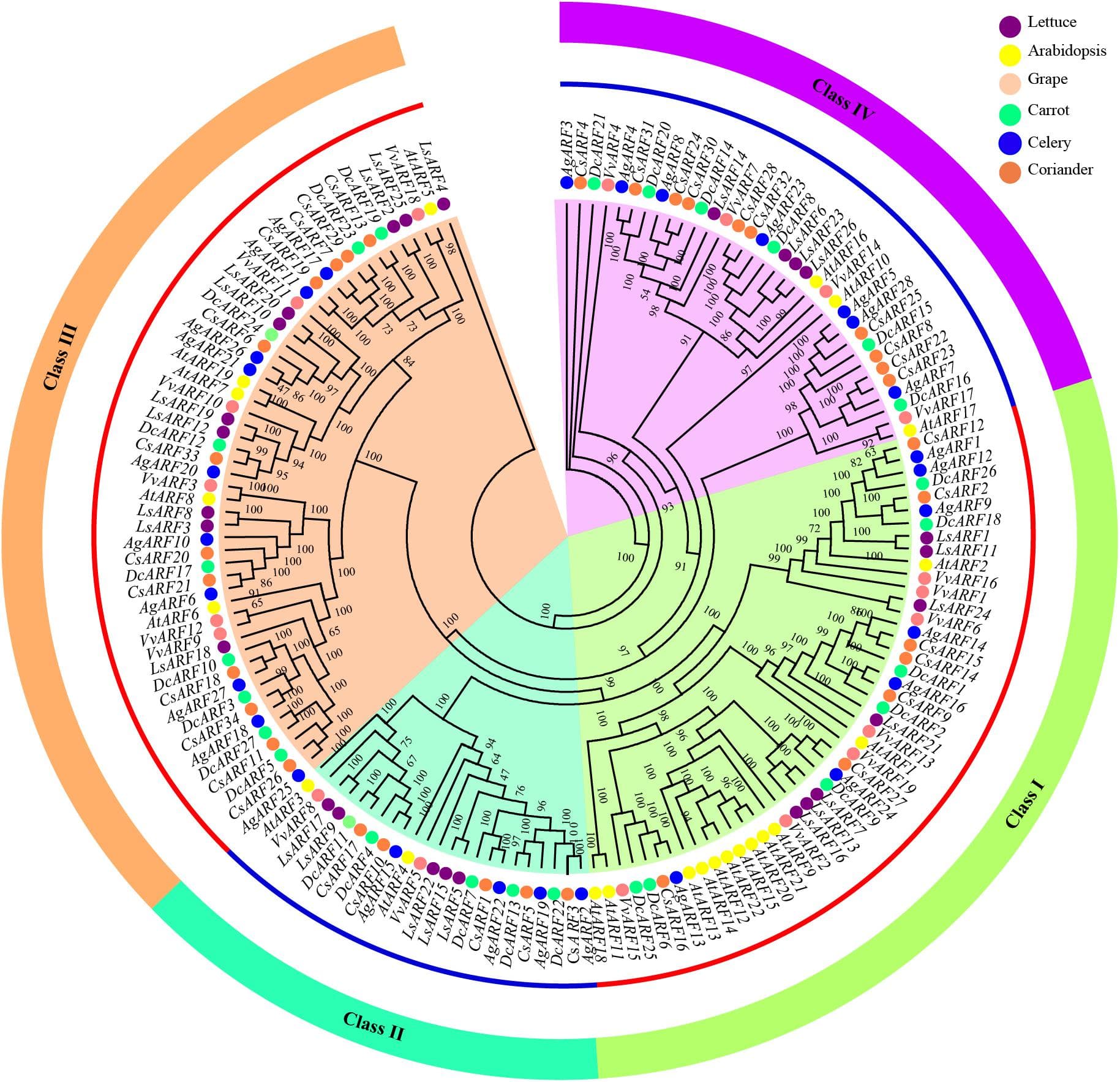Synteny Graph Synteny analysis | Bioinformatics Class Notes | Fiveable