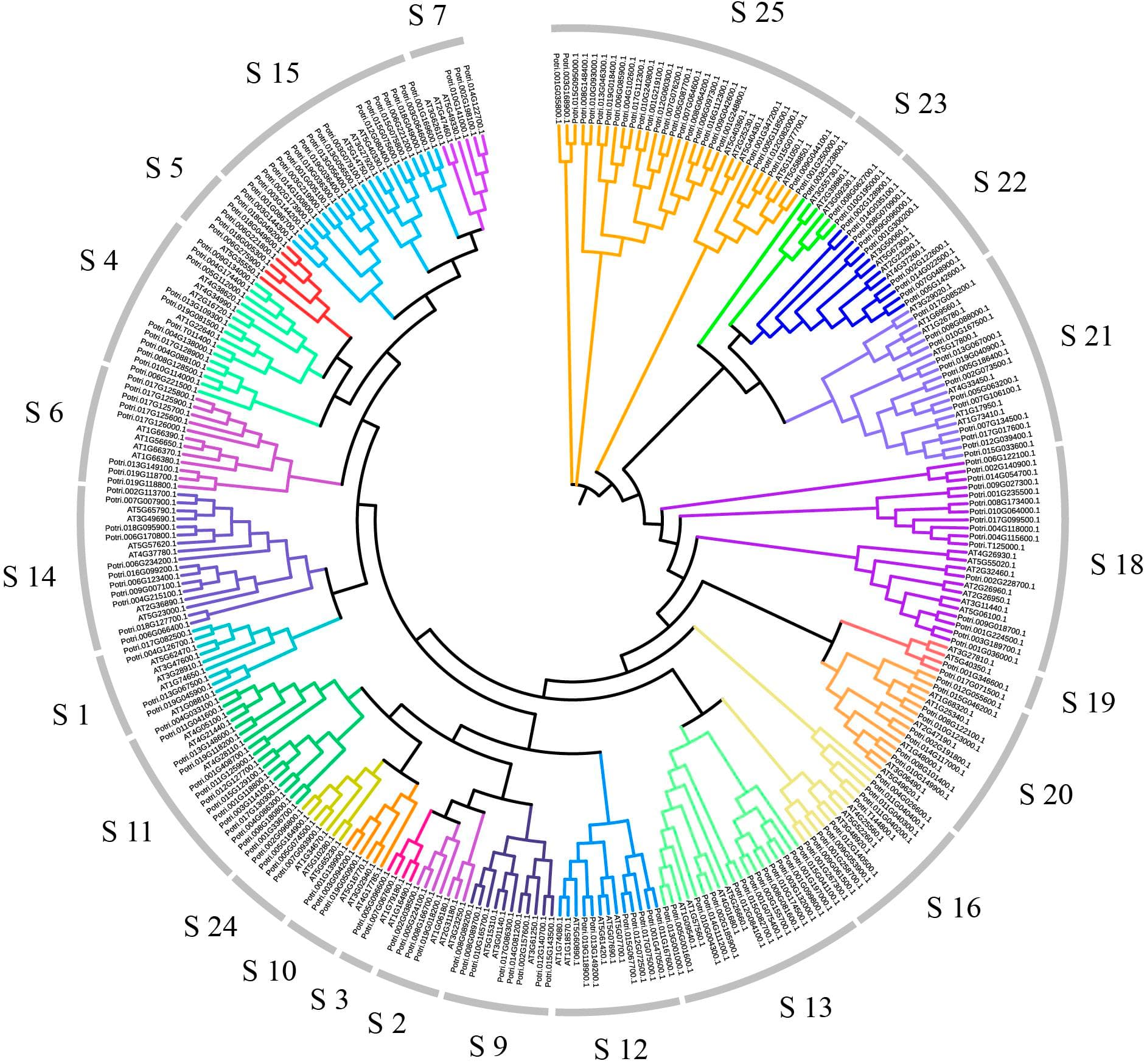Synteny Graph Synteny analysis | Bioinformatics Class Notes | Fiveable