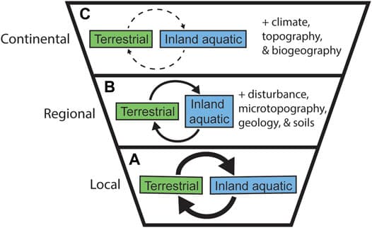Spatial scales in biogeography | World Biogeography Class... | Fiveable