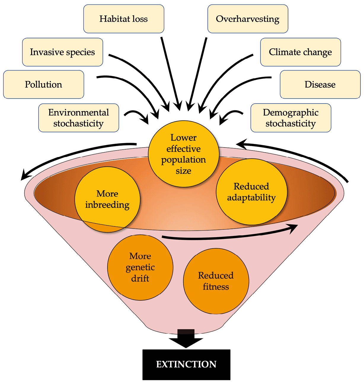 Small Population Paradigm and Genetic Bottlenecks |... | Fiveable