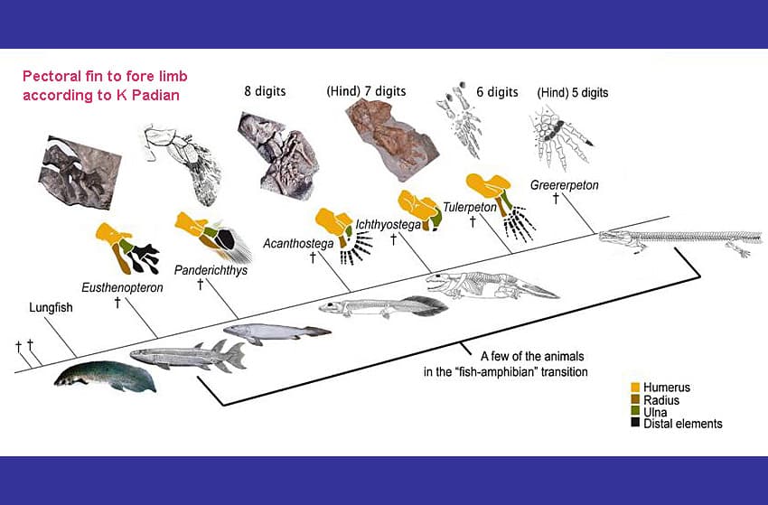 Devonian Evolution Devonian period | Paleontology Class Notes | Fiveable
