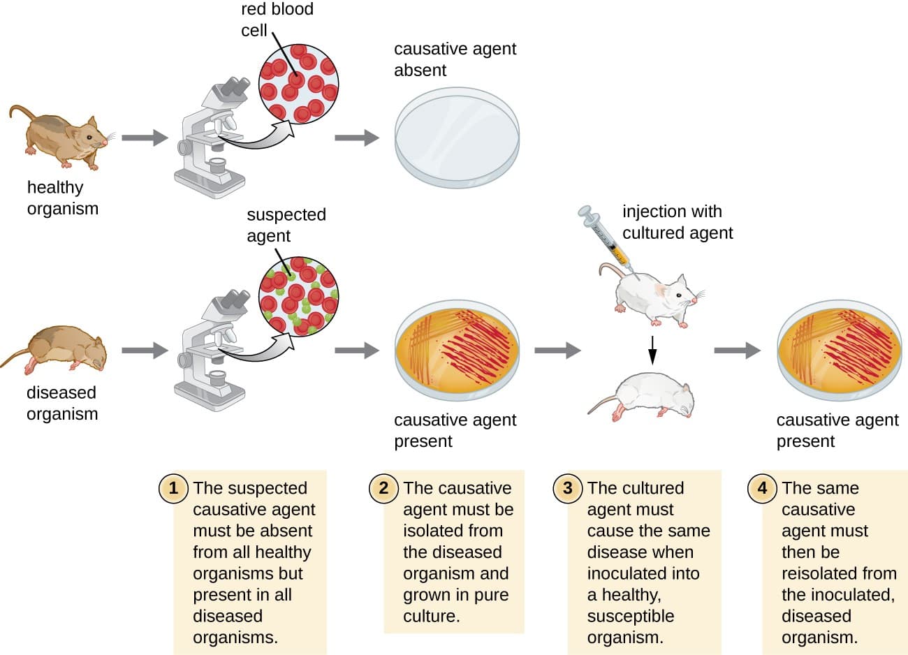 Pathogen Theory Math Evolution of Public Health Theories and Models | Intro to... | Fiveable