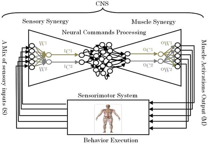 Environmental influences on cognition | Intro to Cognitive... | Fiveable