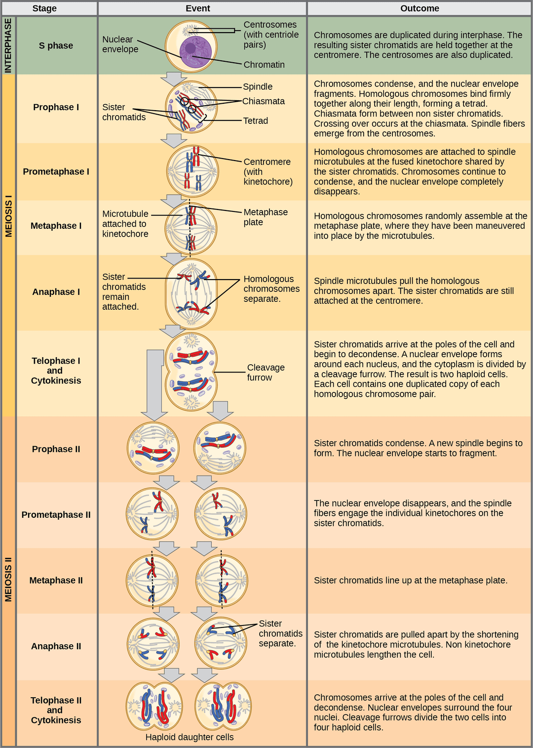Sexual Reproduction | General Biology I Class Notes