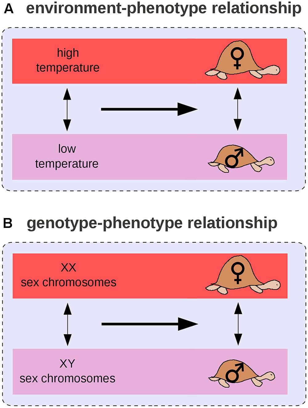 Forward and reverse genetic approaches | Genomics Class... | Fiveable