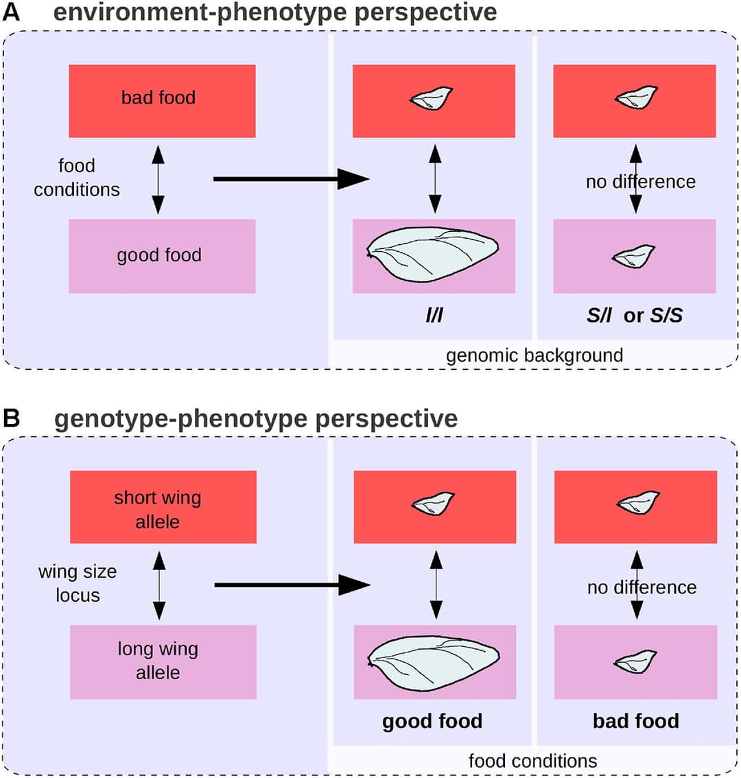 Forward and reverse genetic approaches | Genomics Class... | Fiveable