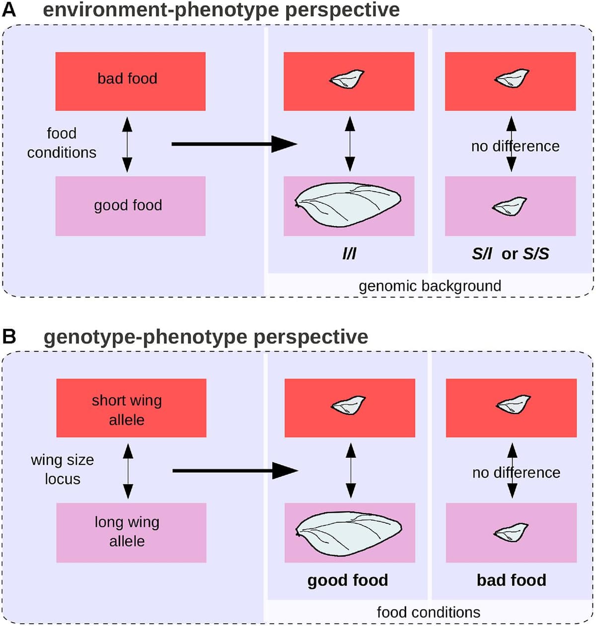 Forward and reverse genetic approaches | Genomics Class... | Fiveable