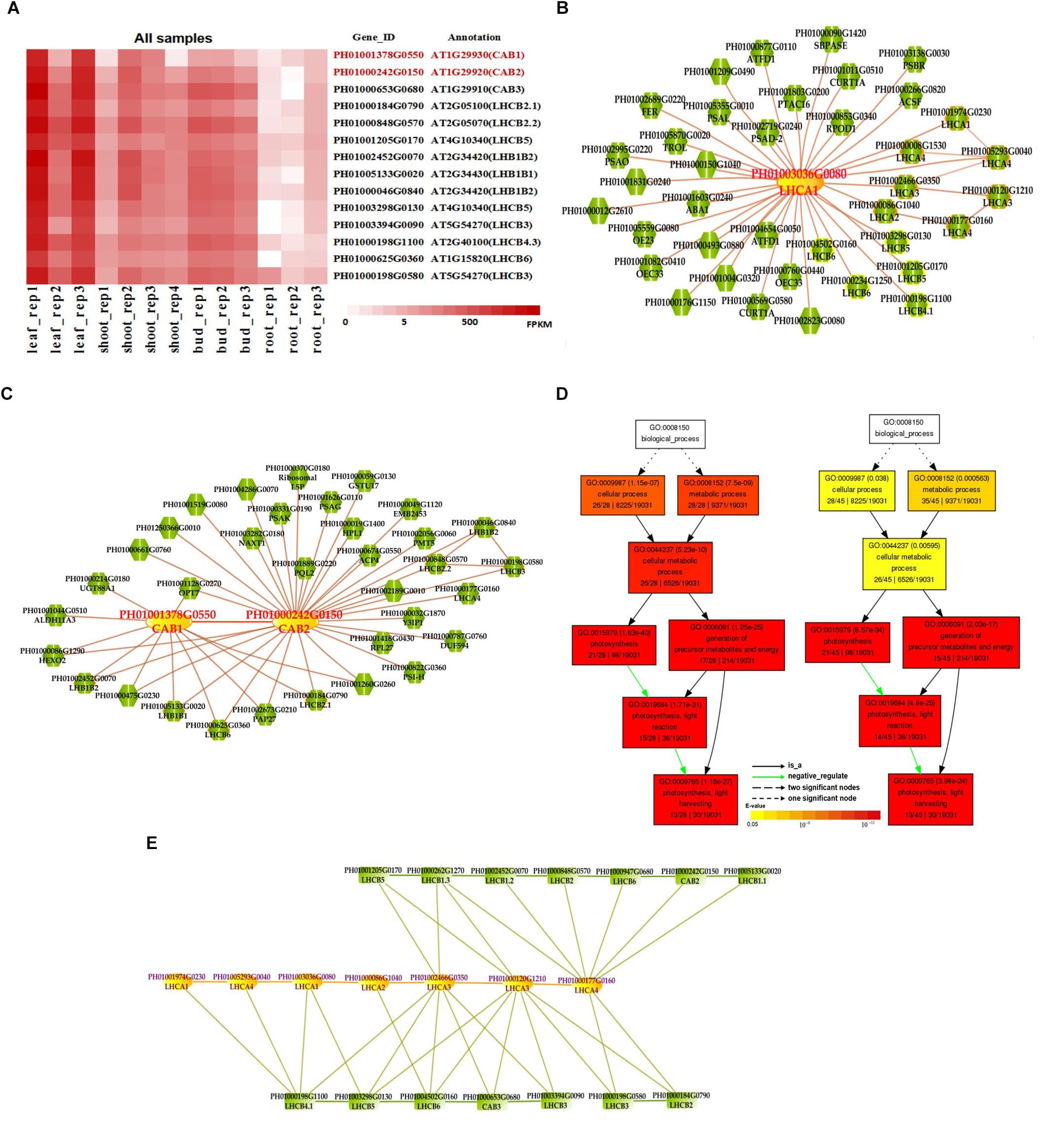 Gene Submodule Identification Gene co-expression networks | Bioinformatics Class Notes |... | Fiveable