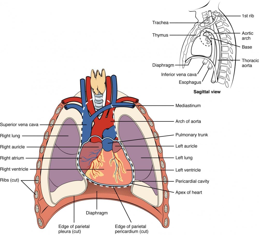 Heart Anatomy | Anatomy and Physiology I Class Notes |... | Fiveable
