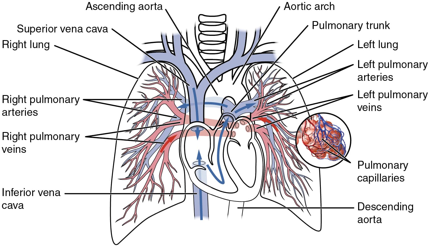 Heart Anatomy | Anatomy and Physiology I Class Notes |... | Fiveable