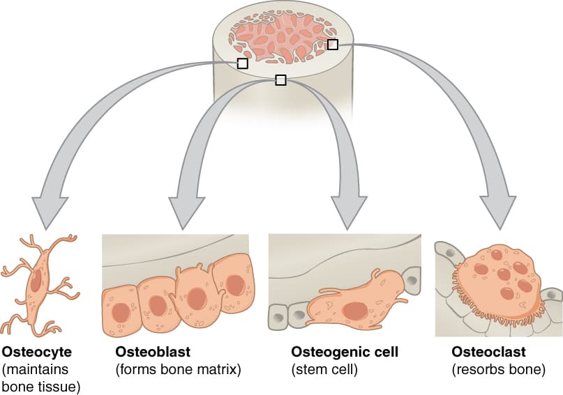 Bone Static Bone and cartilage mechanics | Sports Biomechanics Class Notes | Fiveable