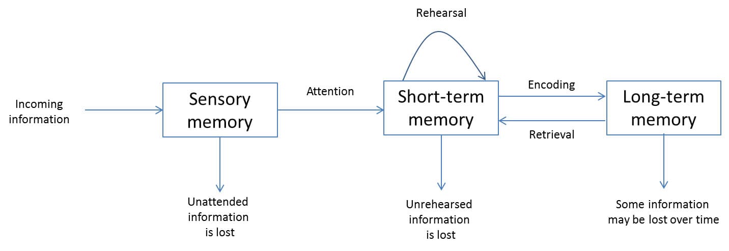 Memory Forming Process Neural basis of learning and memory | Intro to Brain and... | Fiveable