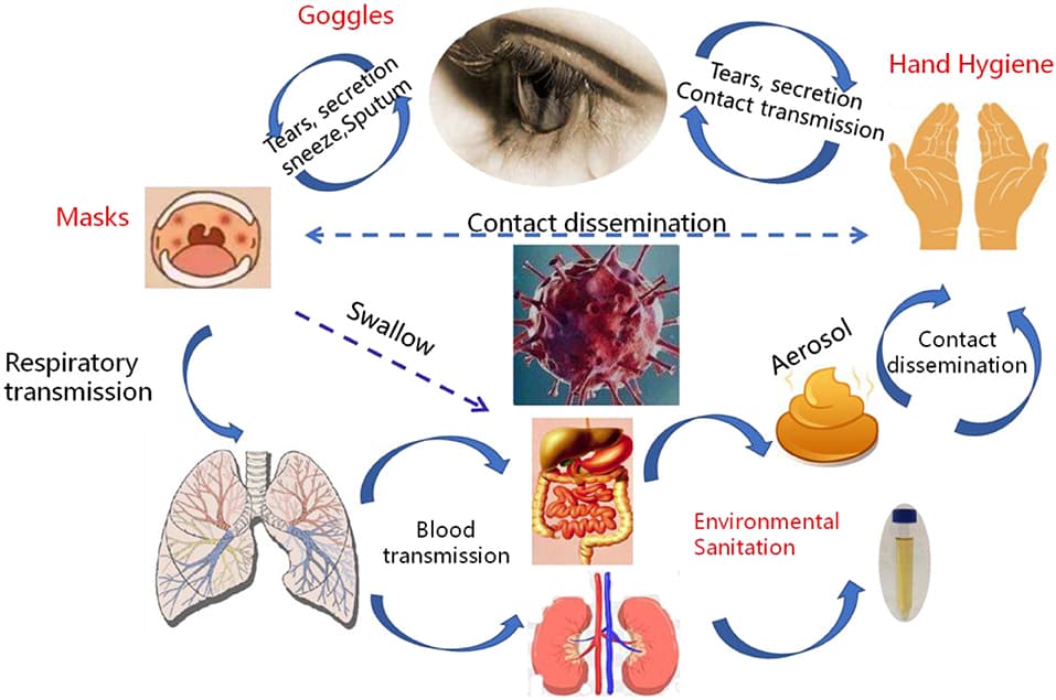 Pathogen Transport Modes of Disease Transmission | Microbiology Class Notes |... | Fiveable