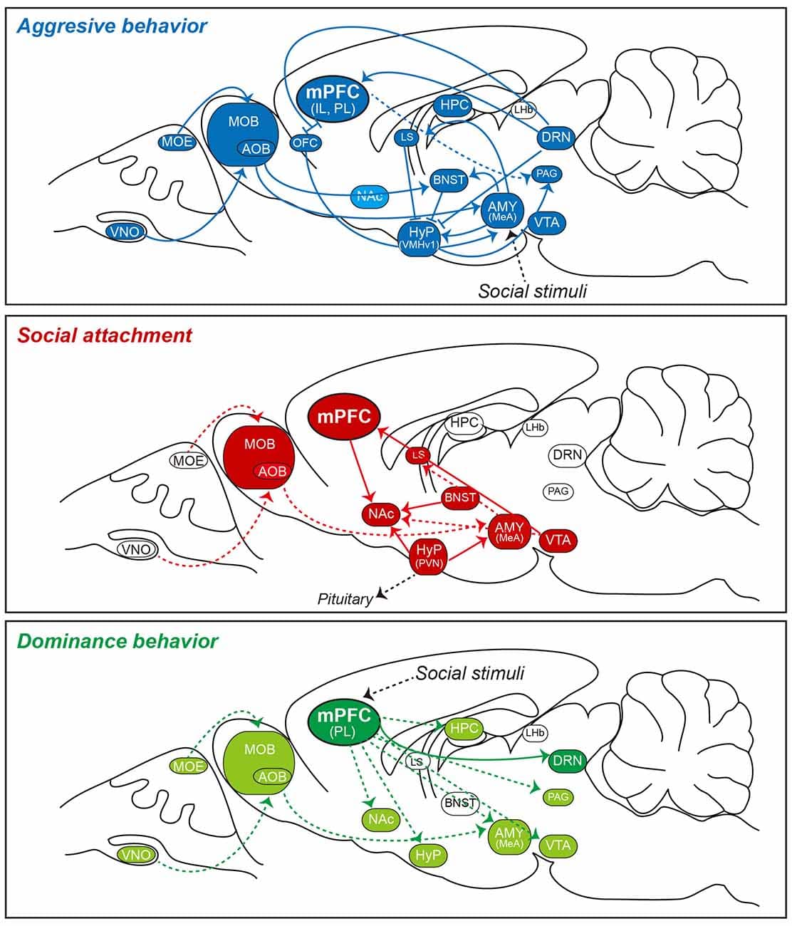 Beautiful view of Animal Cognition Abilities