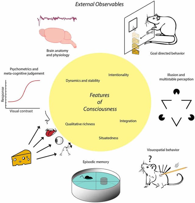 Illustration of Animal Cognition Abilities