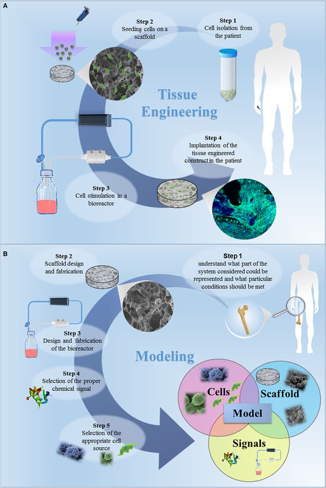 Biomedical Engineering Tasks Biomedical engineering | Intro to Engineering Class Notes