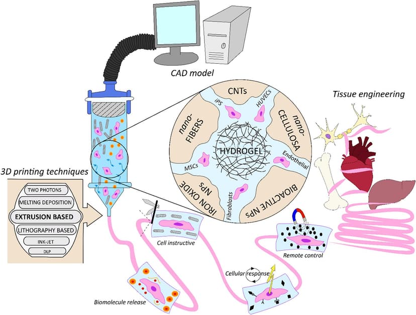 Biomedical Engineering Notes Biomedical engineering | Intro to Engineering Class Notes | Fiveable