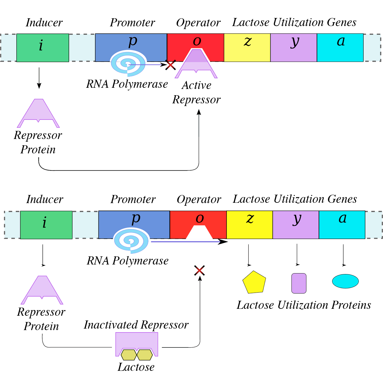Trp Operon Example Transcriptional regulation in prokaryotes: lac and trp... | Fiveable