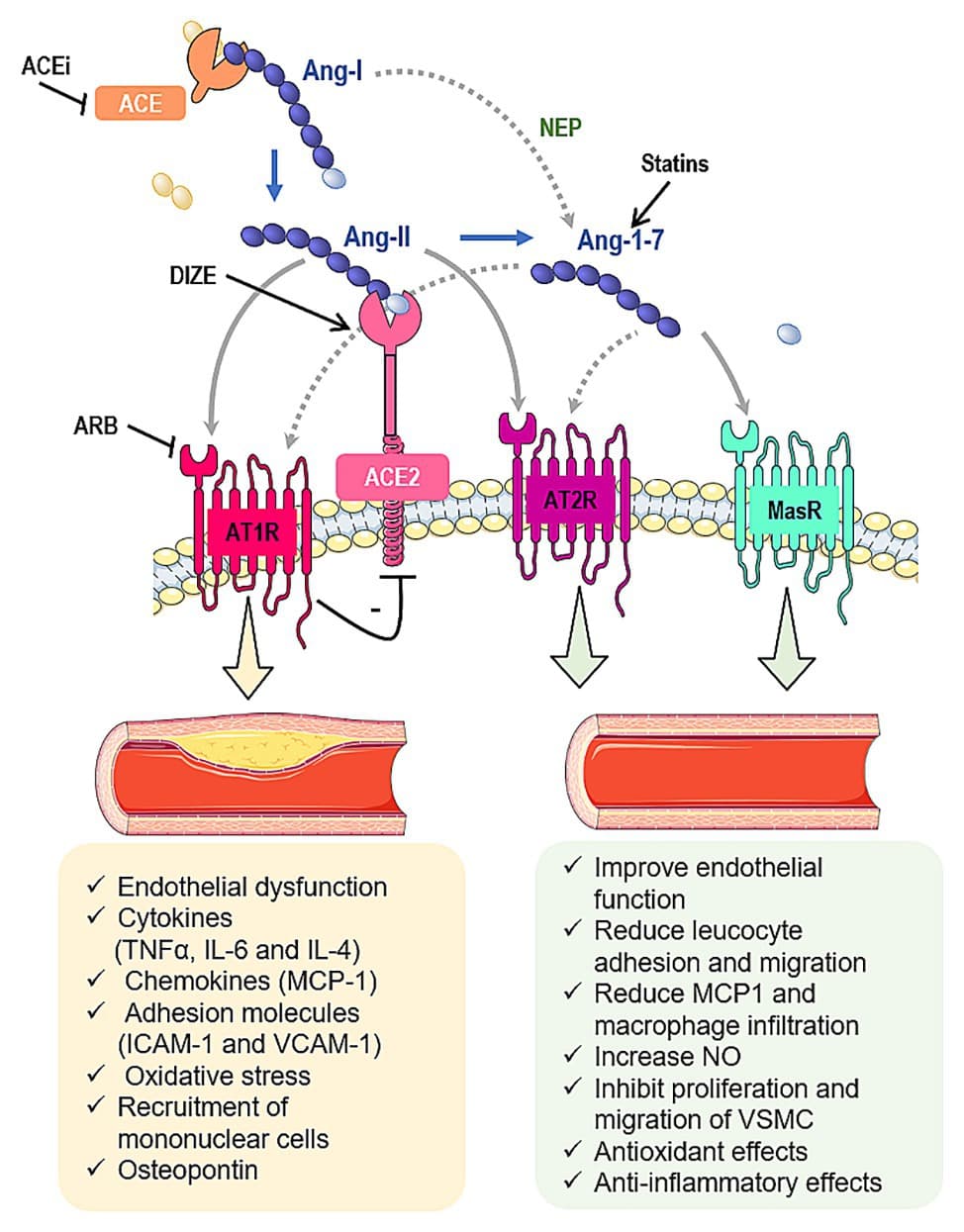 Angiotensin II Receptor Blockers (ARBs) | Pharmacology for... | Fiveable