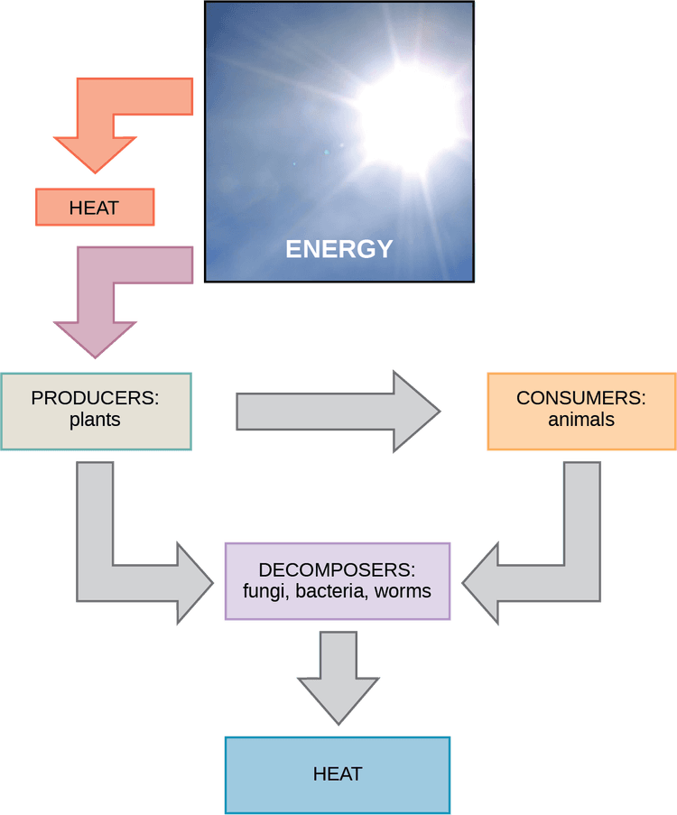 Heat production and dissipation during exercise | Exercise... | Fiveable