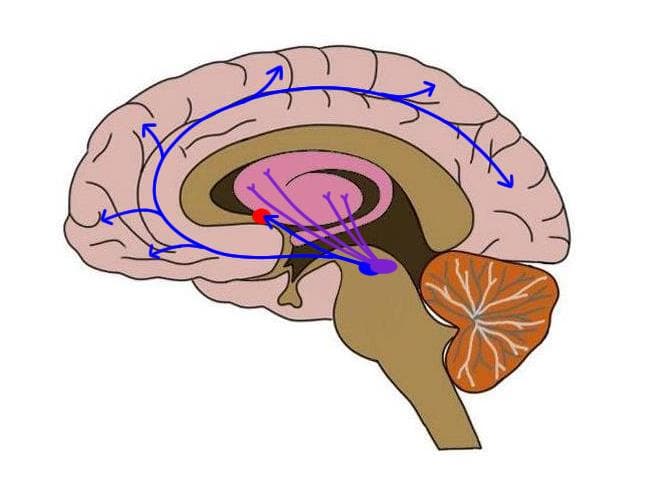 Reward Behavior Reward circuits and motivation | Neuroscience Class Notes | Fiveable