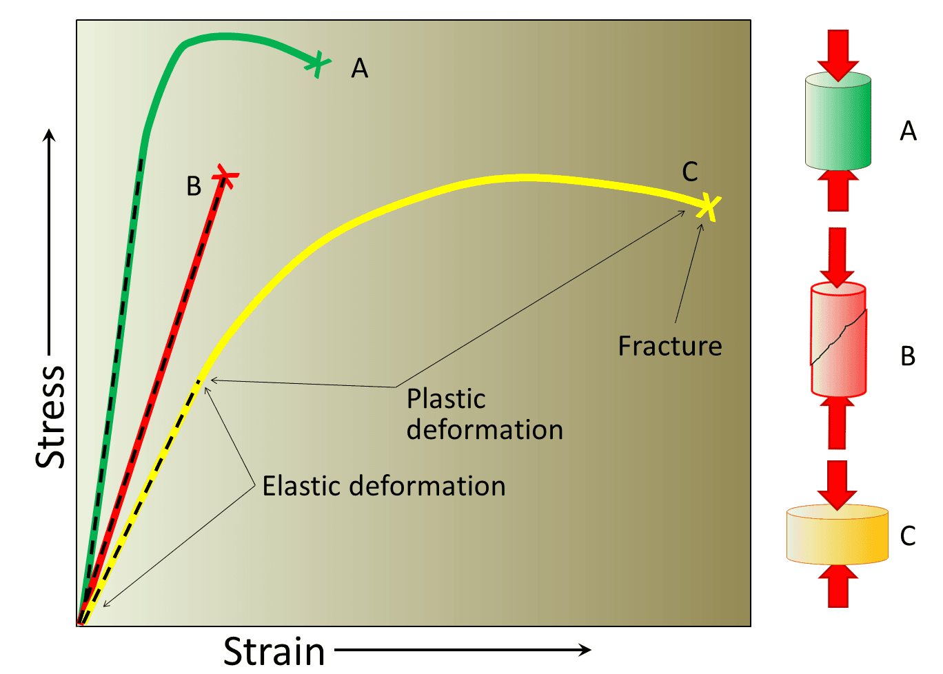 Normal and shear strain | Statics and Strength of... | Fiveable